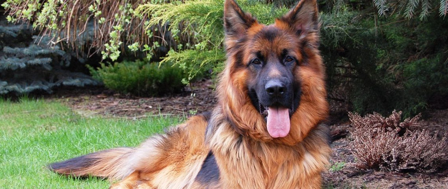 Everything you need to know about the German Shepherd