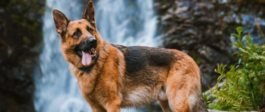 What are the Facts About German Shepherds You Should Know?