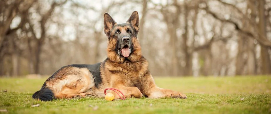 Why Are German Shepherds So Popular?