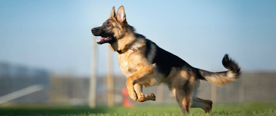 9 Reasons Why German Shepherds are Great Family Dogs